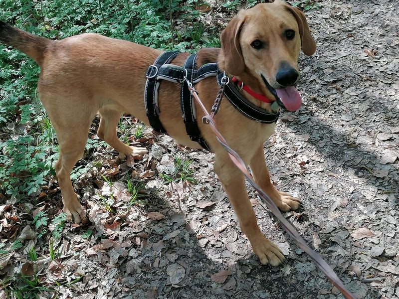 Lieber Rüde LUI sucht seine Familie ❤️