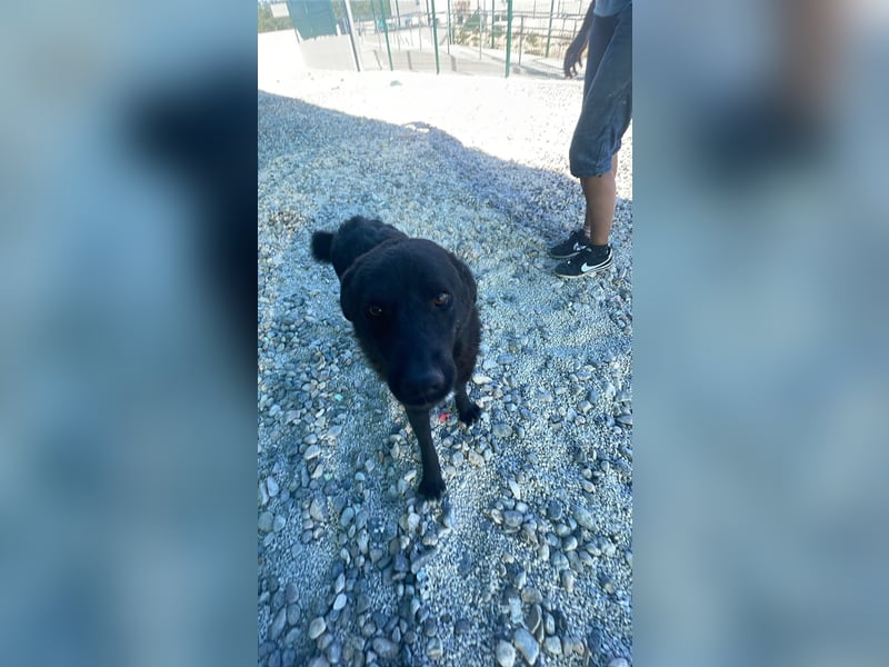 UNO sucht sein forever Home❤️