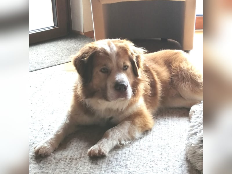 Vermittlungshilfe für Lenny ❤️