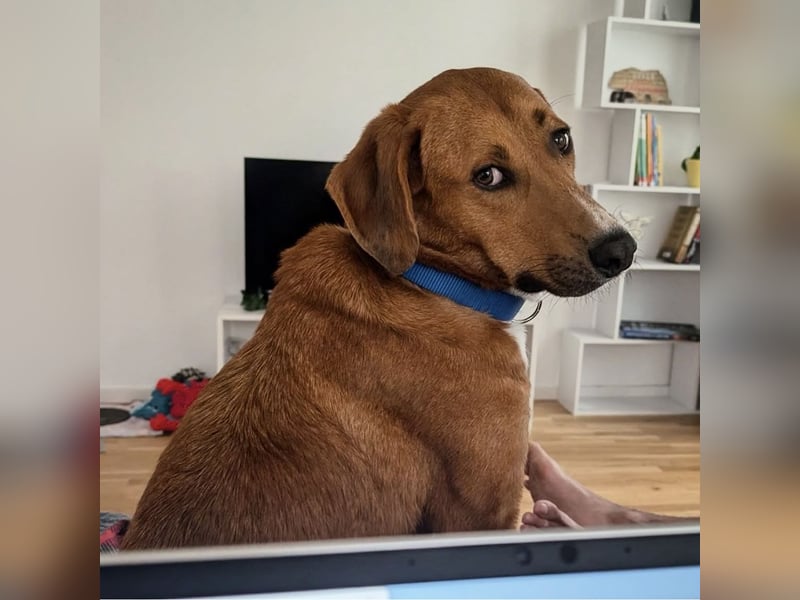 Vermittlungshilfe für Bronte ❤️