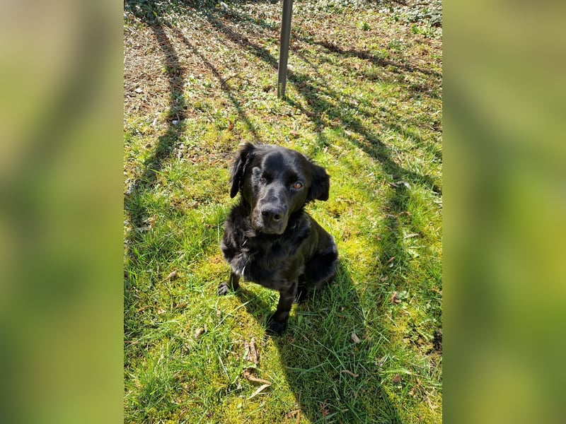 Verschmuste Eagle sucht forever Home❤️