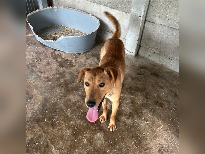 Nandi sucht ein liebevolles Zuhause ❤️