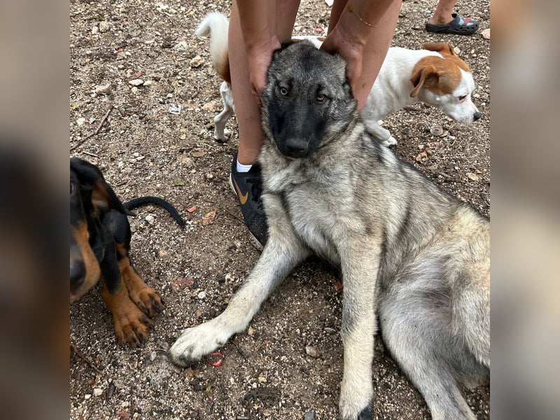 Veresa sucht ein Zuhause oder eine PS❤️