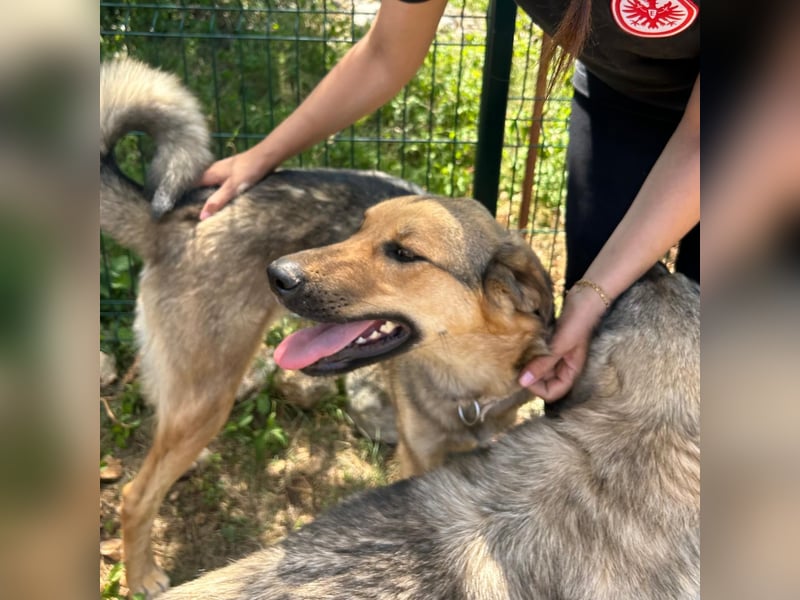 Burbon sucht sein forever Home❤️