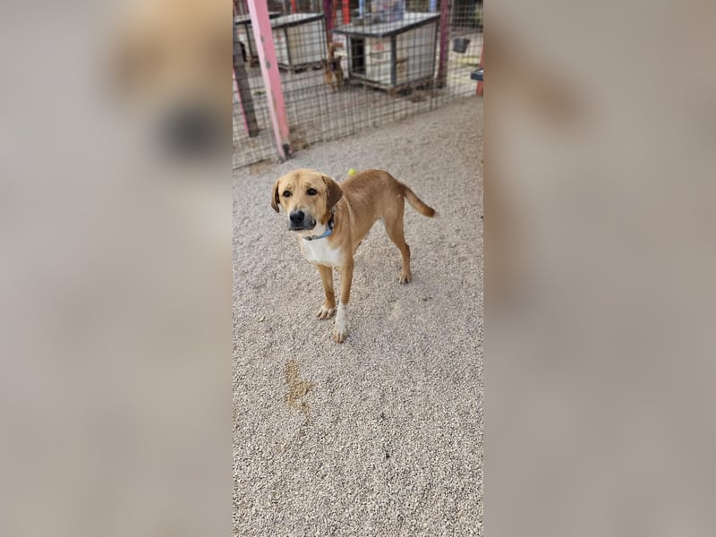 Süßfratz Roll sucht sein forever Home❤️