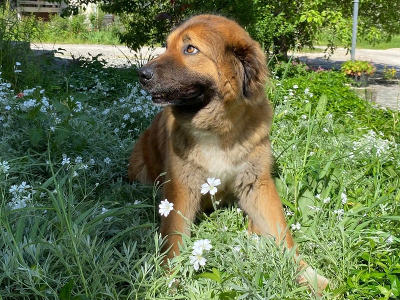 MECA sucht ihr Glück❤️