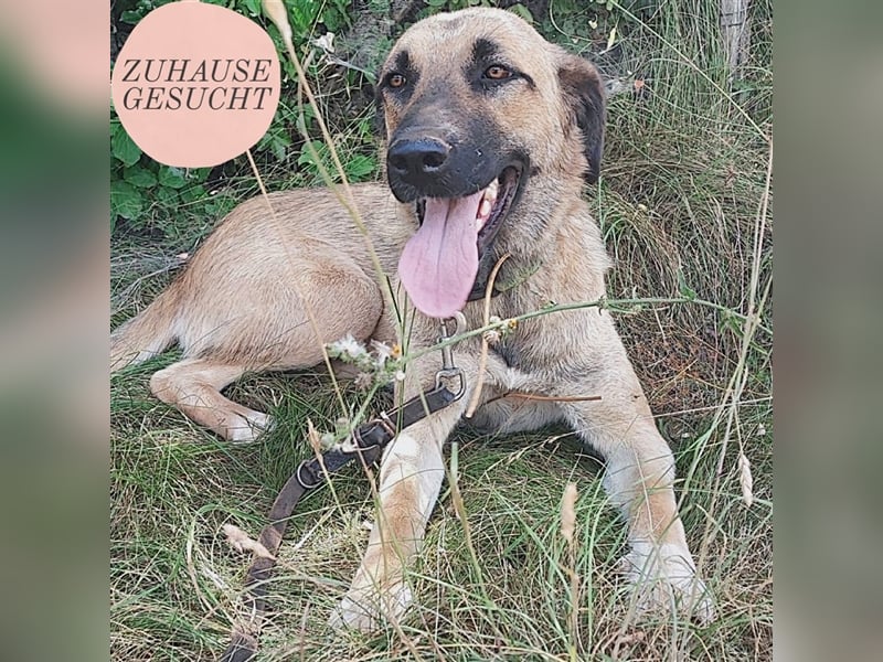 Silvia sucht ihr Zuhause ❤️