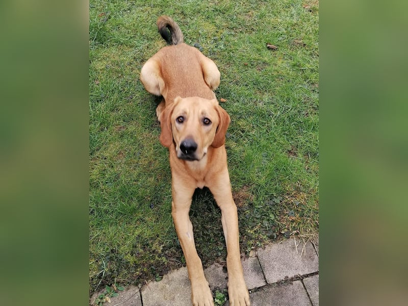 LUI sucht seine Familie ❤️