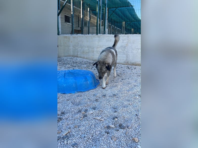 Robin sucht sein forever Home❤️