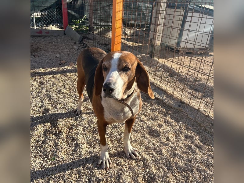 Aufgeschlossene Mila sucht ihr Zuhause ❤️