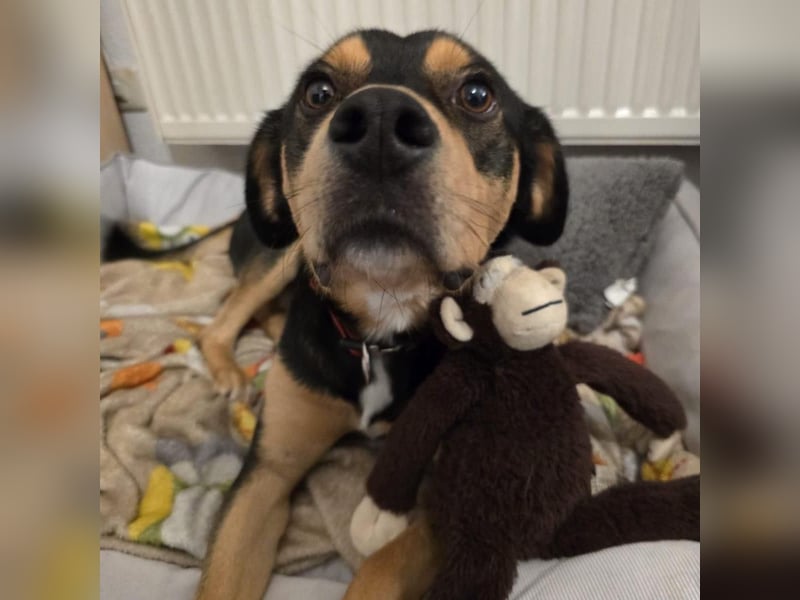ZAKO sucht sein forever Home ❤️