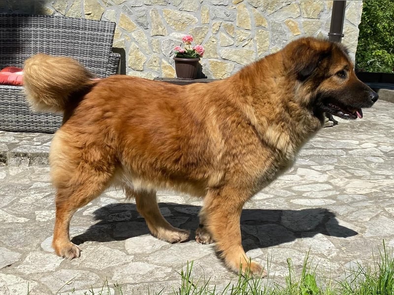 MECA sucht ihr Glück❤️