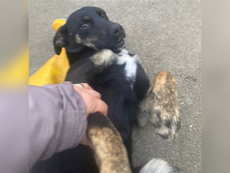 Hundemädchen Kay sucht ihr Glück❤️