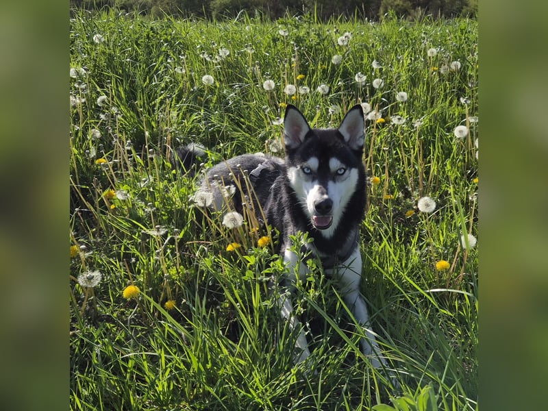 Vermittlungshilfe Pacco❤️