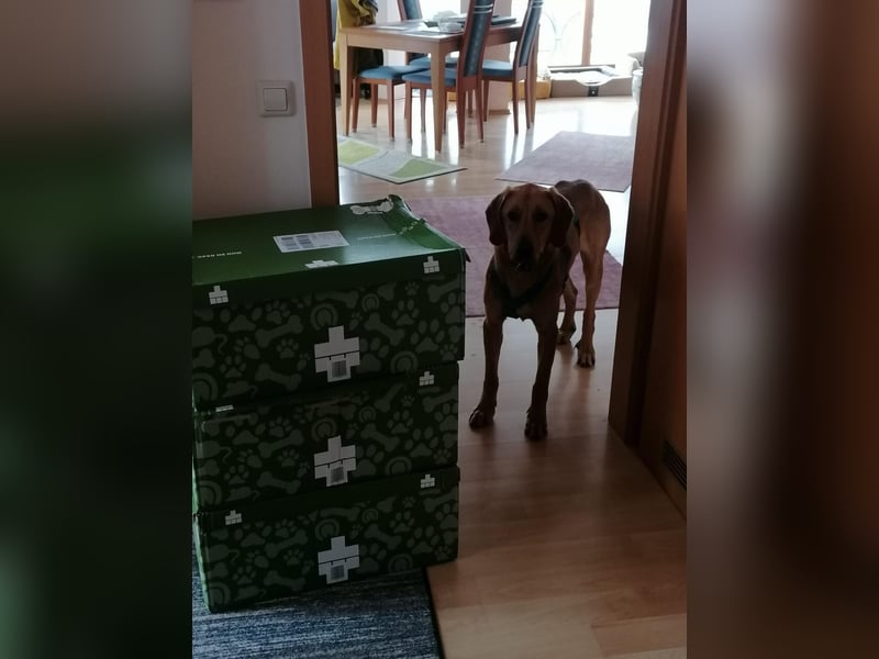 LUI sucht seine Familie ❤️