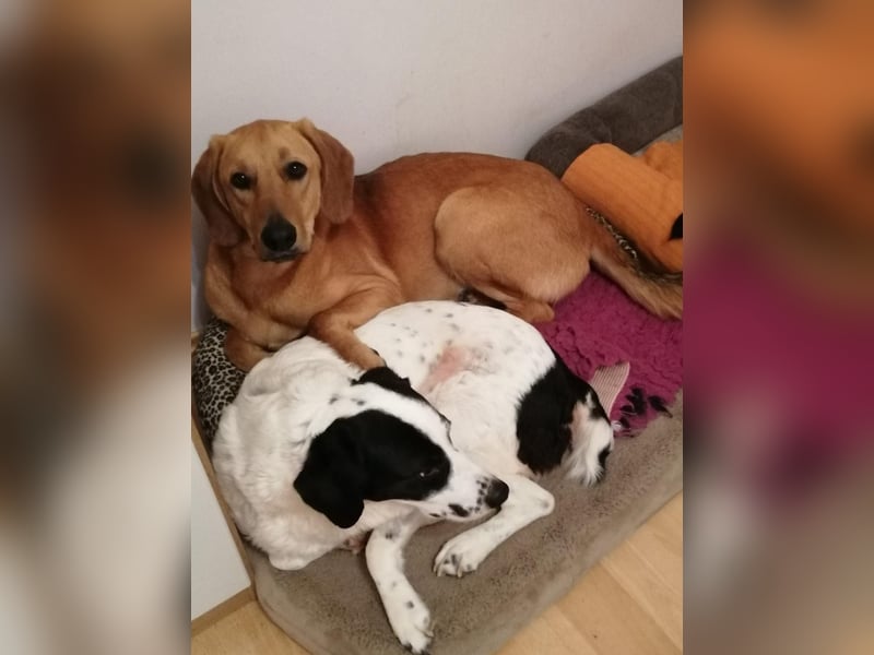 Lieber Rüde LUI sucht seine Familie ❤️