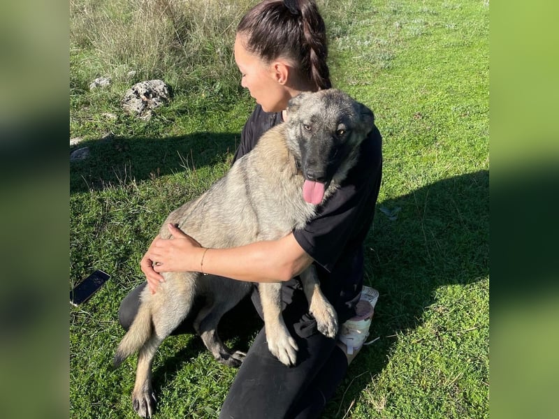 Veresa sucht ein Zuhause oder eine PS❤️