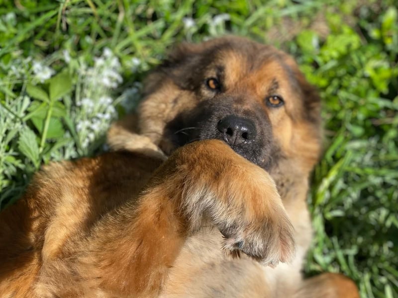 MECA sucht ihr Glück❤️