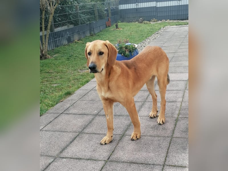 Lieber Rüde LUI sucht seine Familie ❤️