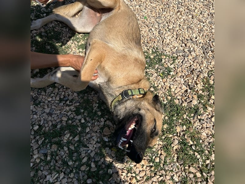 Silvia sucht ihr Zuhause ❤️