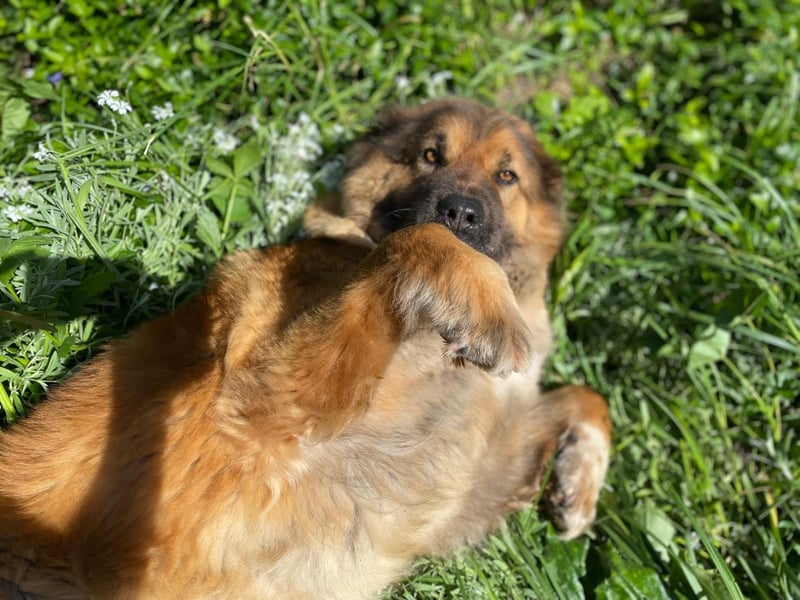 MECA sucht ihr Glück❤️