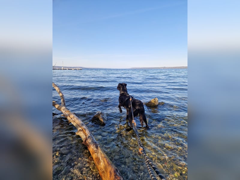 Verschmuste Eagle sucht forever Home❤️