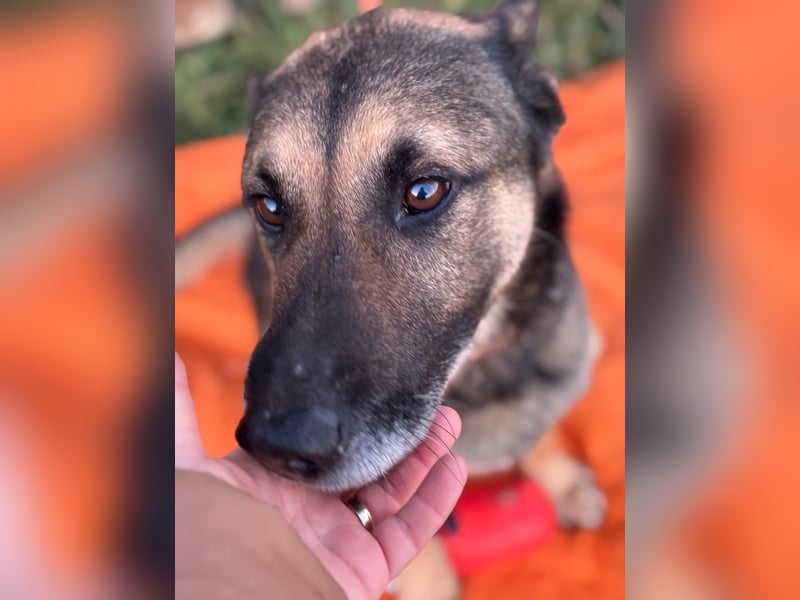 Durango sucht sein forever Home ❤️