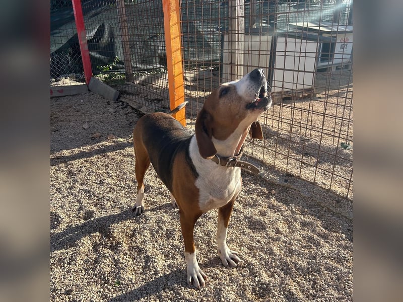 Aufgeschlossene Mila sucht ihr Zuhause ❤️