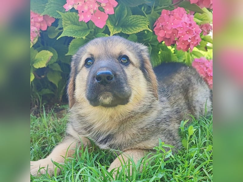 Burbon sucht sein forever Home❤️