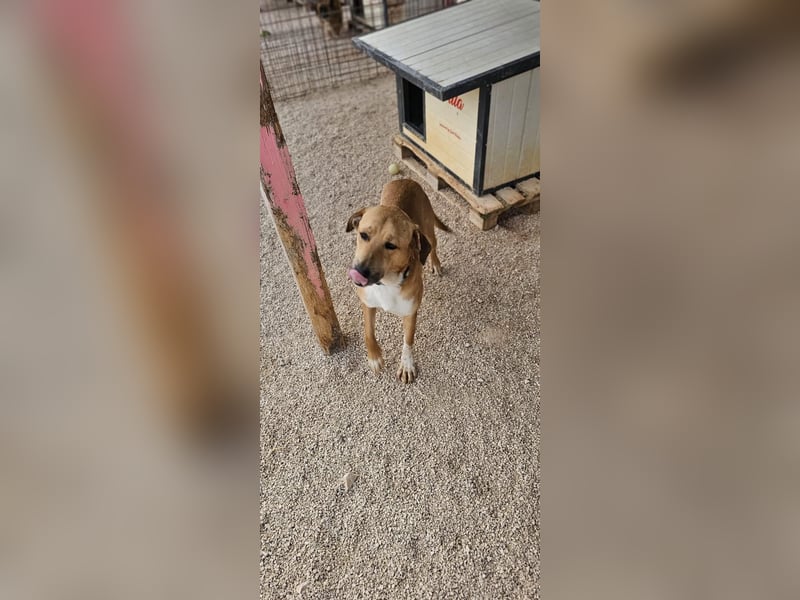 Süßfratz Roll sucht sein forever Home❤️