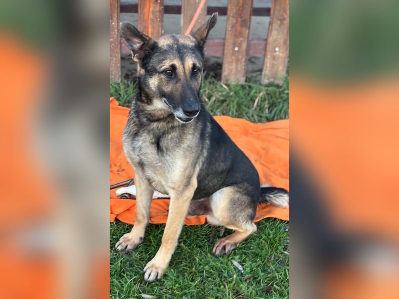 Durango sucht sein forever Home ❤️