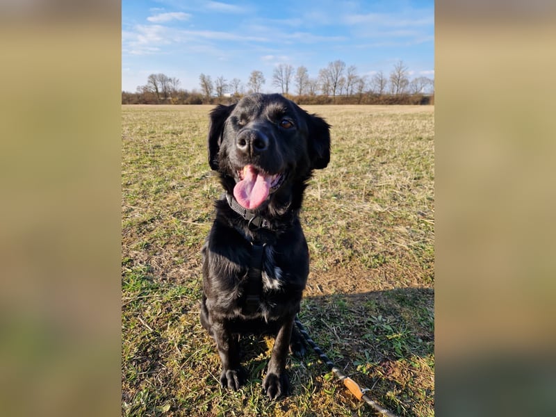 Verschmuste Eagle sucht forever Home❤️