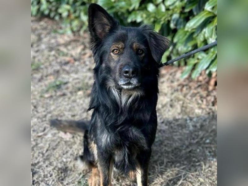 Lino sucht sein forever Home❤️