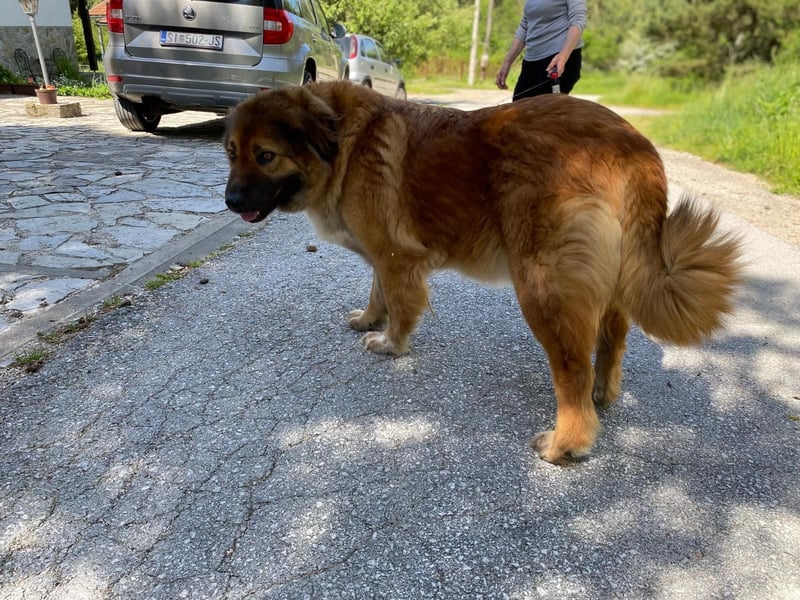 MECA sucht ihr Glück❤️