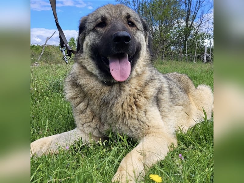 Kalahari sucht ihr Zuhause für immer ❤️