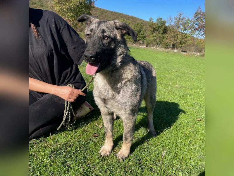 Veresa sucht ein Zuhause oder eine PS❤️