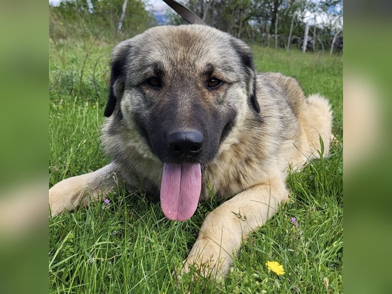 Kalahari sucht ihr Zuhause für immer ❤️