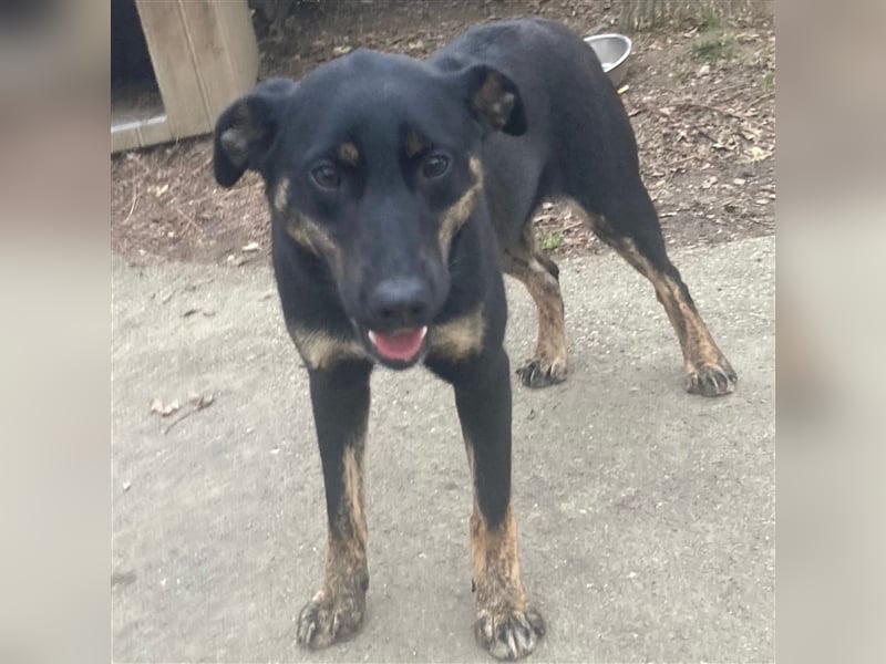 Hundemädchen Kay sucht ihr Glück❤️