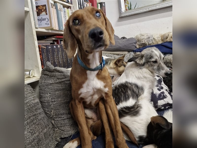 Ili sucht sein Für-Immer-Zuhause ❤️