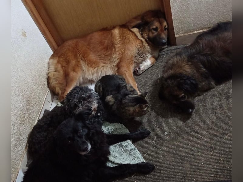 MECA sucht ihr Glück❤️