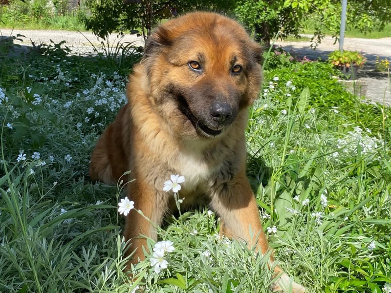 MECA sucht ihr Glück❤️