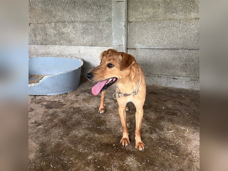 Nandi sucht ein liebevolles Zuhause ❤️