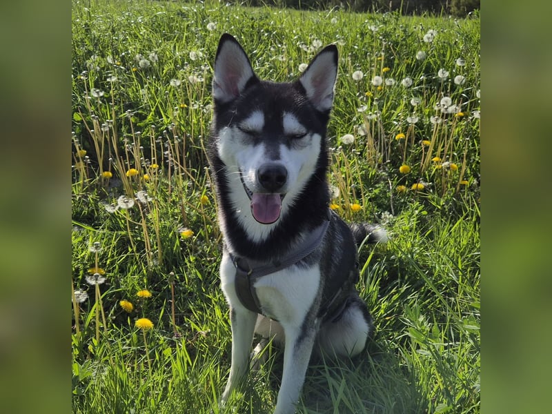Vermittlungshilfe Pacco❤️