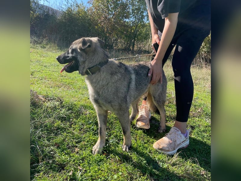 Veresa sucht ein Zuhause oder eine PS❤️