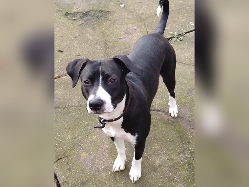 Vermittlungshilfe für KIRA❤️