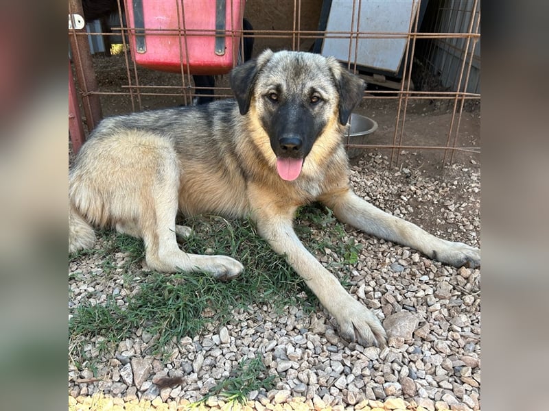 Kalahari sucht ihr Zuhause für immer ❤️