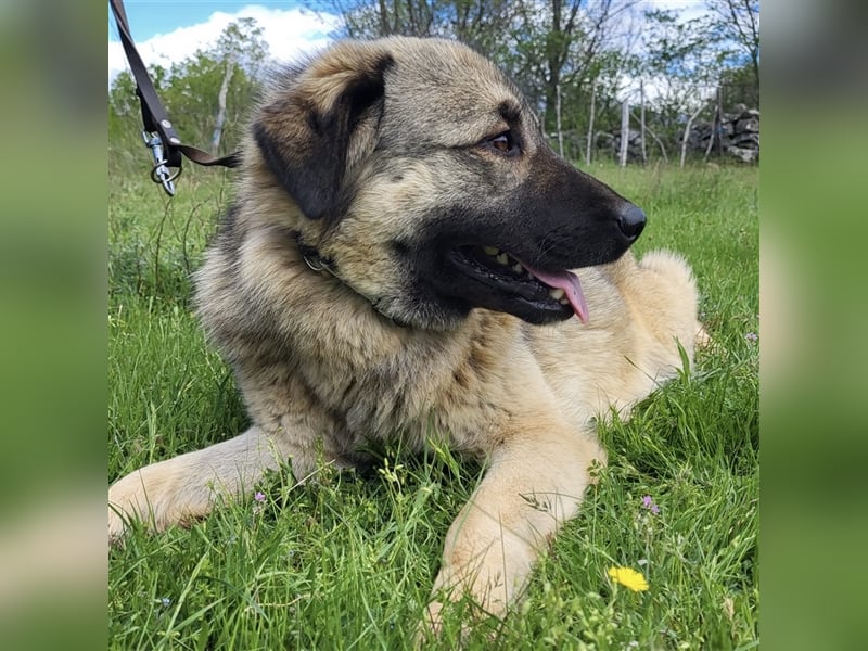 Kalahari sucht ihr Zuhause für immer ❤️