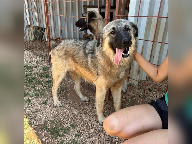 Kalahari sucht ihr Zuhause für immer ❤️