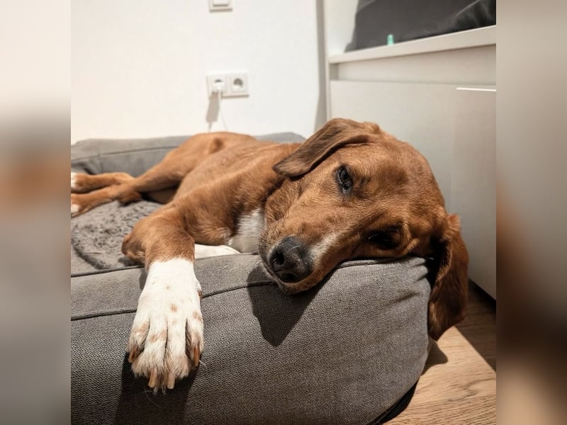 Vermittlungshilfe für Bronte ❤️