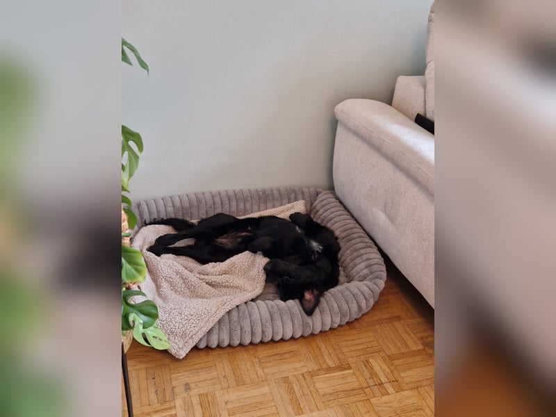 Verschmuste Eagle sucht forever Home❤️